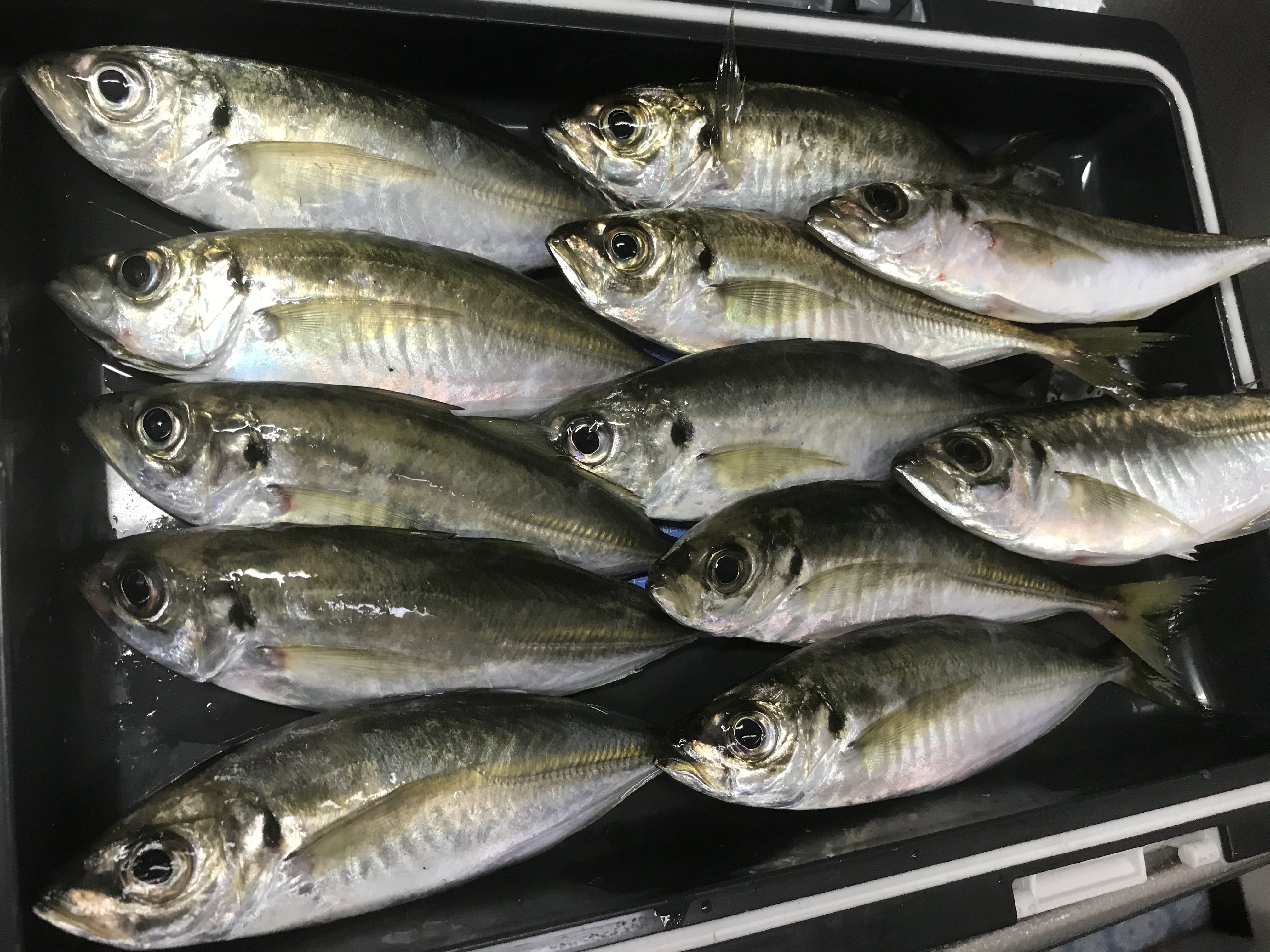 釣りごろ 愛知県の年最新の釣果情報 掲示板 三河湾 渥美半島 知多半島の情報多数